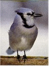 Bluejay
